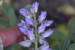 Lupinus concinnus