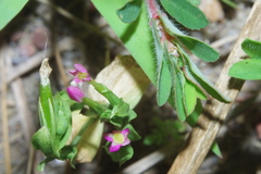 Centaurium pulchellum
