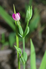 Centaurium pulchellum