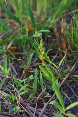 Centaurium pulchellum