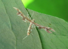Geina periscelidactylus