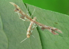 Geina periscelidactylus