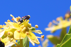 Bilyaxia obscurata