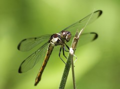 Libellula incesta