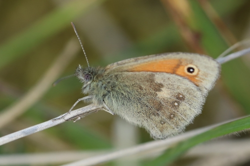 Coenonympha pamphilus