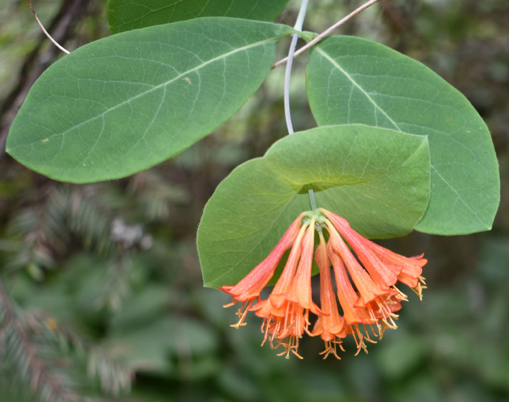 Lonicera ciliosa