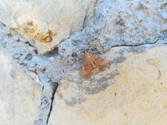 Blepharomastix ranalis