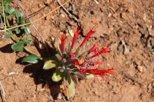 Image of Monardella macrantha by (c) Millie Basden, some rights reserved (CC BY)
