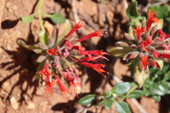 Monardella macrantha