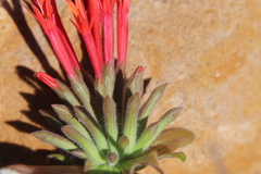 Monardella macrantha