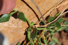 Monardella macrantha