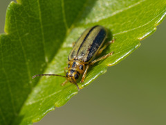 Xanthogaleruca