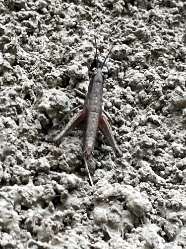 Brachyphlaeobella achilles