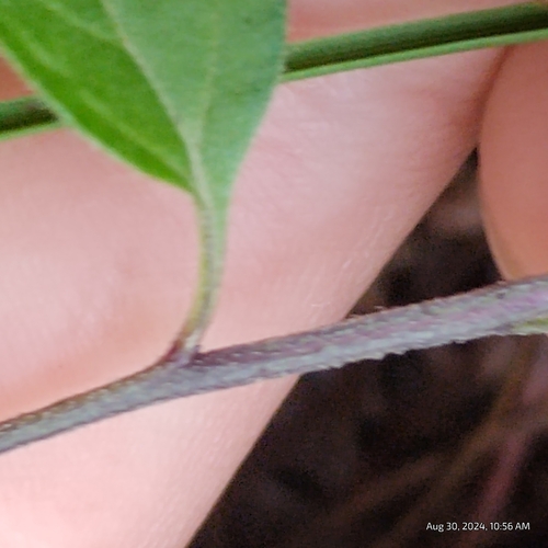 Image of Physalis virginiana by (c) Bryce, some rights reserved (CC BY)