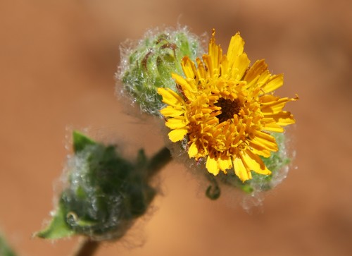 Image of Hulsea californica by (c) Millie Basden, some rights reserved (CC BY)