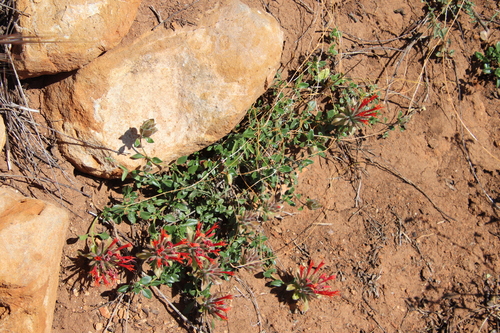 Image of Monardella macrantha by (c) Millie Basden, some rights reserved (CC BY)