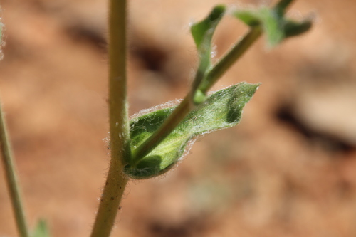 Image of Hulsea californica by (c) Millie Basden, some rights reserved (CC BY)