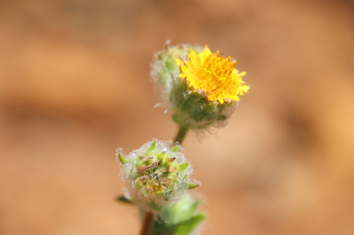 Image of Hulsea californica by (c) Millie Basden, some rights reserved (CC BY)