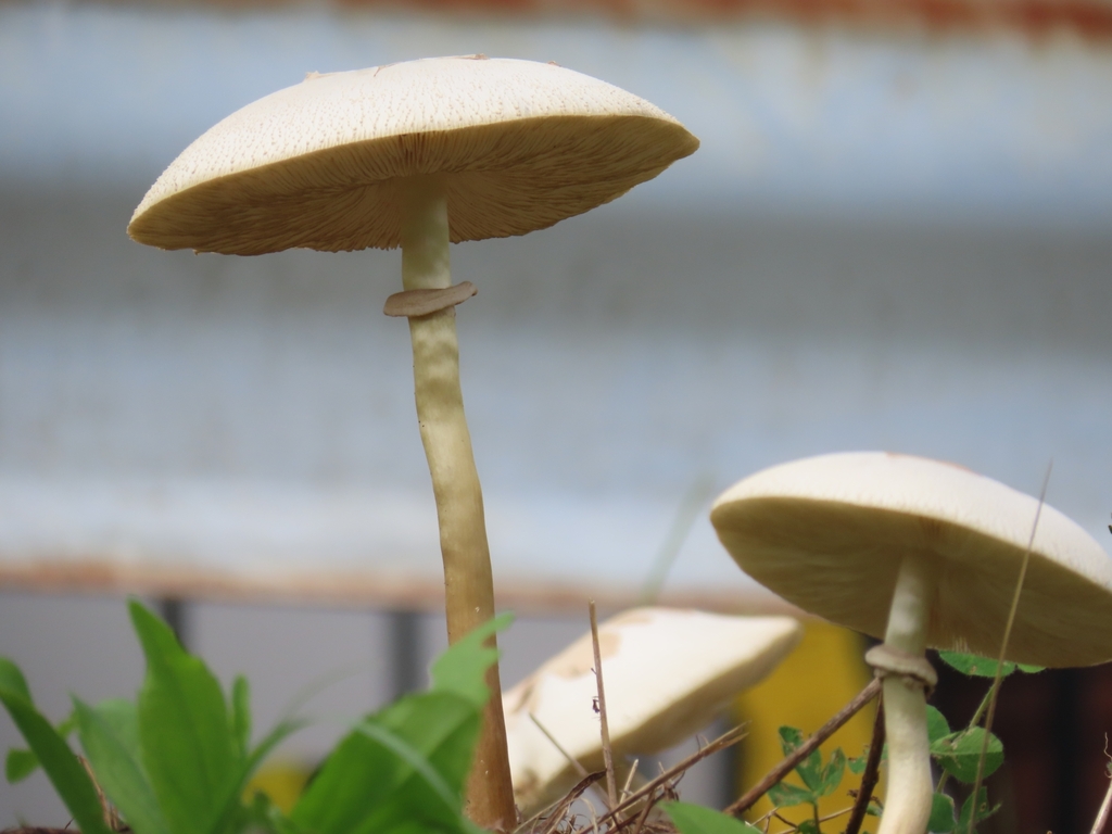 Chlorophyllum molybdites · August 2024 · photo: © mami_t_t (iNaturalist, cc-by)