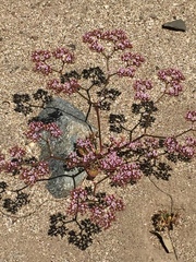 Chorizanthe staticoides