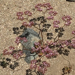 Chorizanthe staticoides