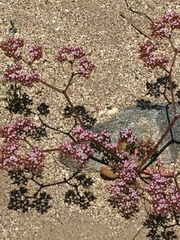 Chorizanthe staticoides
