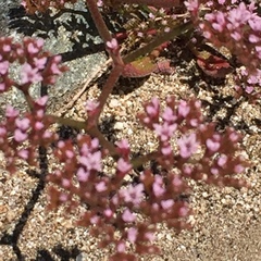 Chorizanthe staticoides