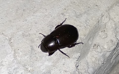 Dyscinetus laevipunctatus