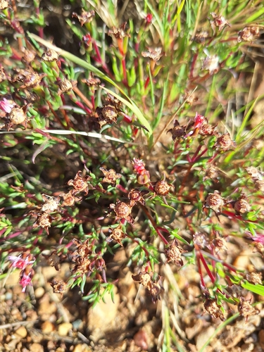 Image of Lampranthus aduncus by (c) Adele SL, some rights reserved (CC BY)