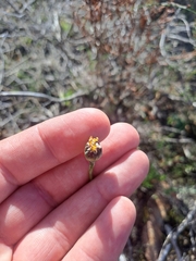 Othonna stenophylla