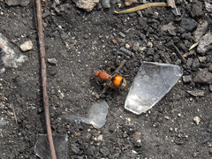 Dasymutilla ursus