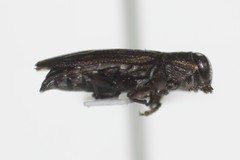 Chrysobothris rossi