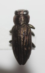 Chrysobothris rossi
