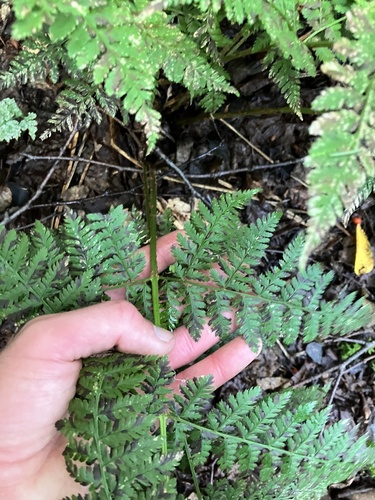 Foss and Knowlton Trail