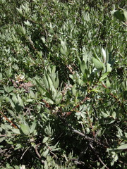 Salix eastwoodiae