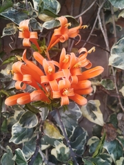 Pyrostegia