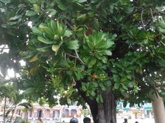 Barringtonia asiatica