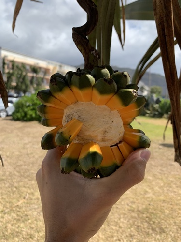Pandanus utilis