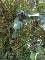 Crataegus