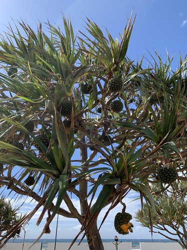 Pandanus utilis