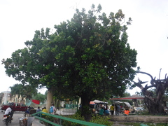 Barringtonia asiatica