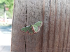 Synchlora xysteraria