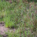 Eupatorium hyssopifolium laciniatum - Photo (c) Erik Danielsen, algunos derechos reservados (CC BY-NC), subido por Erik Danielsen