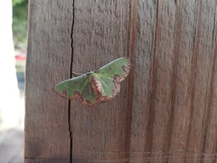 Synchlora xysteraria