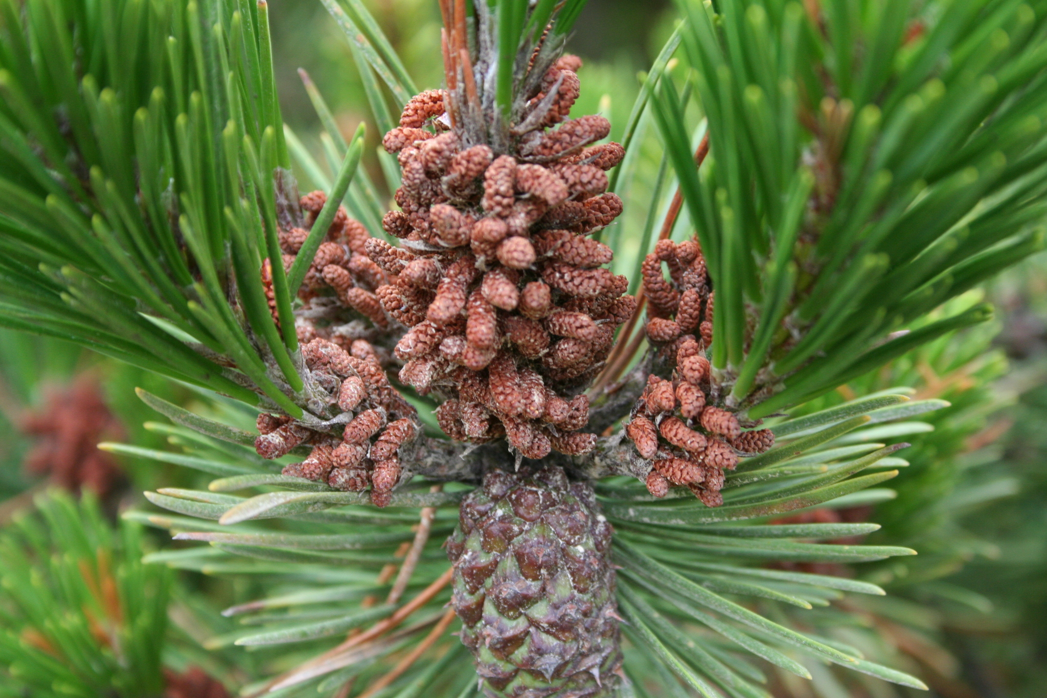 Pinus contorta var. contorta