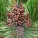 Pinus contorta contorta - Photo (c) janices, μερικά δικαιώματα διατηρούνται (CC BY-NC)