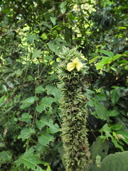 Gomphostemma heyneanum