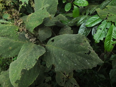 Gomphostemma heyneanum