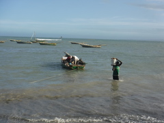 Macrostrombus costatus