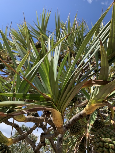 Image of Pandanus utilis by (c) Matteo Bellucci, some rights reserved (CC BY)